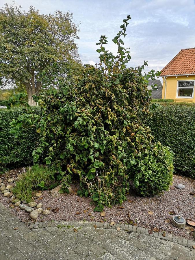 Safine B&B Fåborg Eksteriør bilde